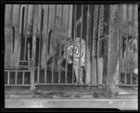 Duke, a Bengal tiger at the California Zoological Gardens, Los Angeles, 1936