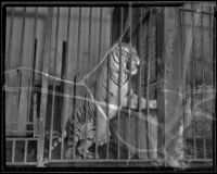 Duke, a Bengal tiger at the California Zoological Gardens, Los Angeles, 1936
