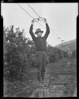 Quinter Bashore holds a therapeutic lamp to help his orchard, Covina, 1939