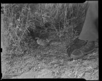 Quail in a field, beside a man's shoe, Palmdale (?), 1939
