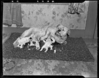 Greta, an English Bulldog, with her pupies, Los Angeles, 1939