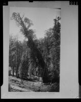 General Noble, a giant sequoia tree in Converse Basin Grove (Fresno County), 1892 (copy photo 1930s)