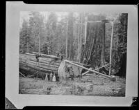 General Noble, a giant sequoia tree in Converse Basin Grove, 1892 (copy photo 1930s)