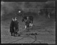 Race horse, Twenty Grand, probably at Santa Anita Park, Arcadia, 1939