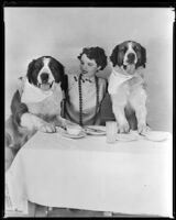 Jane Wyatt, actress, sitting at a table with two dogs, circa 1937