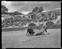 Bullfighting scene in The Brave Bulls, 1951
