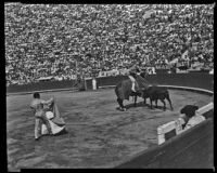 Bullfighting scene in The Brave Bulls, 1951