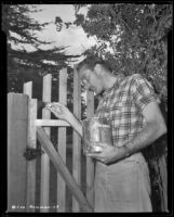 Lee Bowman, actor, painting a picket fence, circa 1943-1944