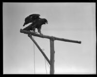 Bird on a wooden post (possibly during the filming of Gallant Journey), 1946