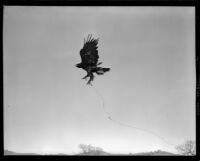 Bird flying (possibly during the filming of Gallant Journey), 1946
