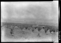 Young orchard irrigated by a private well, Apple Valley, 1928