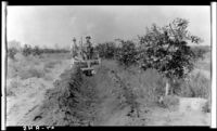 Breaking sub-soil furrow beside 1 year old citrus trees at the Citrus Experiment Station, Riverside, 1930