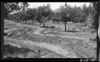 Curved Furrows in an orchard, Olive vicinity, 1930