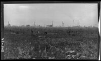 Young citrus trees interplanted with alfalfa, irrigated by over-head sprinkling, southern California, 1928