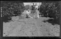Doyle and Picker soil sampling at the Citrus Experiment Station, Riverside, 1930