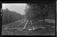 Citrus orchard irrigated by furrows and a water distibutor at the Citrus Experiment Station, Riverisde, 1930