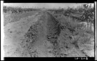 Completed sub-soil furrow in field S-3 at the Citrus Experiment Station, Riverside, 1930