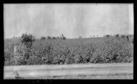 Covercrop of mustard and vetch in a field S-3 at the Citrus Experiment Station, Riverside, 1935