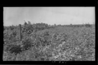 Cover crop of mustard and vetch in field S-3, at the Citrus Experiment Station, Riverside, 1932