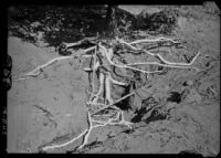 Main root system of a navel orange tree (No. 1085) at the Rubidoux location of the Citrus Experiment Station, Riverside, 1933