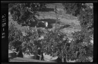 Valenica orange trees in tanks at the Citrus Experiment Station, Riverside, 1934