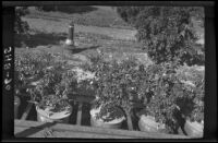 Grapefruit trees in tanks 5, 6, and 7 at the Citrus Experiment Station, Riverside, 1934