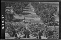 Grapefruit trees in tanks at the Citrus Experiment Station with orchard trees in the background