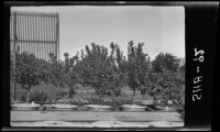 Grapefruit and lemon trees in tanks 9- 12 at the Citrus Experiment Station, Riverside, 1934