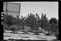Grapefruit and lemon trees in tanks 8-12 at the Citrus Experiment Station, Riverside, 1934