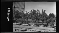 Grapefruit and lemon trees in tanks 8-12 at the Citrus Experiment Station, Riverside, 1934