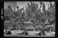 Lemon trees in tanks 10 and 11 at the Citrus Experiment Station, Riverside, 1934