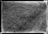 Trench for the study of root development of citrus at the Citrus Experiment Station, Riverside, 1934
