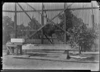 Citrus tree in a tub beside a trough at the Citrus Experiment Station, Riverside, 1934