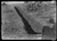 Trench for the study of root development of citrus in Field S-3 at the Citrus Experiment Station, Riverside, 1934