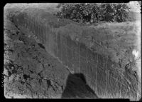 Trench for the study of root development of citrus in Field S-3 at the Citrus Experiment Station, Riverside, 1934