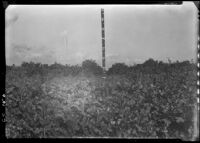 Cover crop of mustard in field 1 at the Citrus Experiment Station, Riverside, 1935