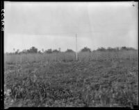 Cover crop with melilotus in field 1 at the Citrus Experiment Station, Riverside, 1936