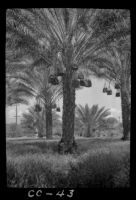 Date orchard of Perry Wellington Van Der Meid, Indio, 1936
