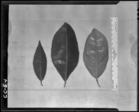 Leaves of the 1st, 2nd and 3rd cycle of growth of a navel orange tree from field S-3 at the Citrus Experiment Station, Riverside, 1936