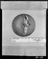 Navel orange with splitting from field S-3 at the Citrus Experiment Station, Riverside 1936