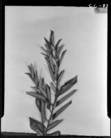 Wilted orange tree leaves following the freeze of January 1937 (18 1/2 degrees fahrenheit), at the Citrus Experiment Station, Riverside, 193
