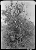 Tangerine hybrid tree in Dr. Frost's collection in field S-1 at the Citrus Experiment Station, Riverside, 1927