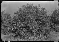 Wind damage on a Valencia orange tree at the Smily orchard, Santa Ana, 1937