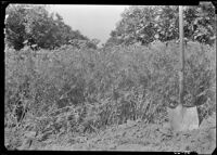 Close up of cover crop of filaree and malva in an orchard in field S-3 at the Citrus Experiment Station, Riverside, 1937