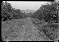 Cover crop of filaree in an orchard in field S-3 at the Citrus Experiment Station, Riverside 1937