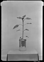 Sunflower plant before wilting, at the Citrus Experiment Station, Riverside, 1937