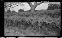 Soil profile in walnut orchard, Irvine vicinity, 1938