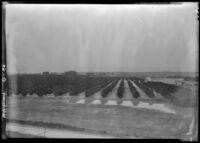 Orange grove with poor drainage on California State Route 76, Oceanside, 1937
