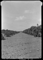 Citrus trees in field S-3 at the Citrus Experiment Station, Riverside, 1935