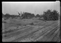 Lemon trees in the Pray  orchard, Chula Vista, 1936